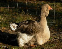 Antonia (Oca de Tolosa)