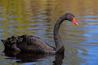 Gregori (Cigne negre)